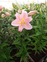 [4201 Fenice No201.JPG]